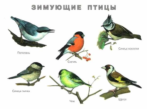 kakie-pticy-zimuyut-v-krasnoyarskom-krae_17.jpg